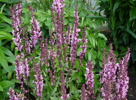 Salie - Salvia nem. 'Sens. Deep Rose'