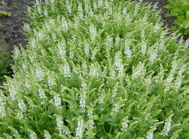 Salie - Salvia nem. 'Sensation White'