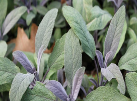 Salie - Salvia officinalis 'Purpurascens'