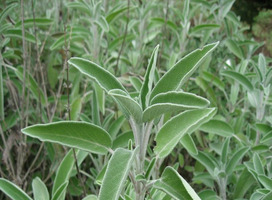 Salie - Salvia officinalis 'Icterina'