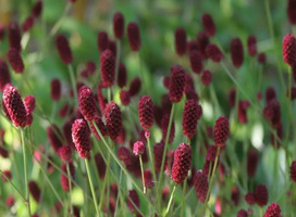 Pimpernel - Sanguisorba officinalis 'Pink Tanna'