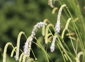 Pimpernel - Sanguisorba tenuifolia alba