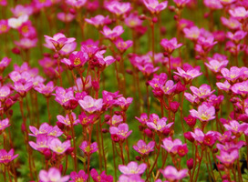 Steenbreek - Saxifraga 'Pixie Pink'