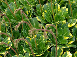 Schildersverdriet - Saxifraga ur. 'Variegata'