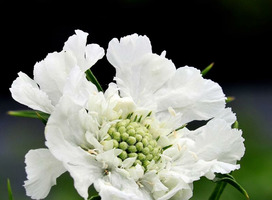 Duifkruid - Scabiosa cau. 'Alba'