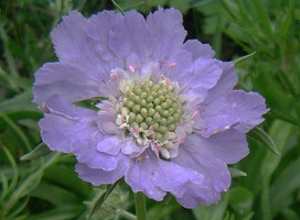 Duifkruid - Scabiosa cau. 'Perfecta'