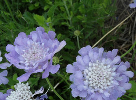 Duifkruid - Scabiosa col. 'Butterfly Blue'