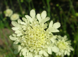 Duifkruid - Scabiosa ochroleuca