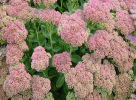 Vetkruid - Sedum 'Herbstfreude'