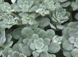 Vetkruid - Sedum spathulifolium 'Cape Blanco'