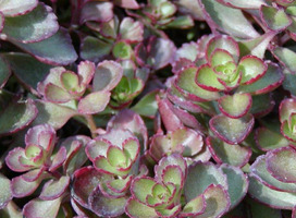 Vetkruid - Sedum spurium 'Variegatum'