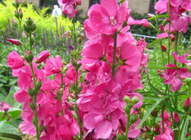 Griekse malva - Sidalcea oregana 'Brilliant'