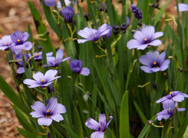 Blauwogengras, Bieslelie - Sisyrinchium angustifolium