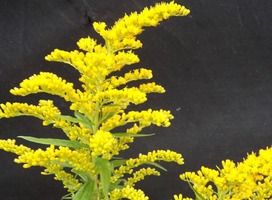 Guldenroede - Solidago 'Goldkind'