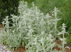 Ezelsoor - Stachys byzantina