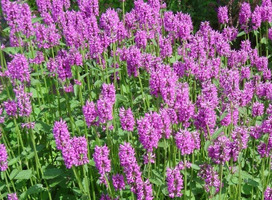 Andoorn - Stachys monnieri 'Hummelo'