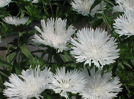 Korenbloemaster - Stokesia laevis 'Alba'