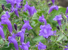 Trompetkruid - Strobilanthes atropurpureus