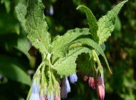 Smeerwortel - Symphytum azureum