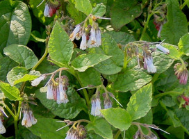 Smeerwortel - Symphytum gra. 'Wisley Blue'