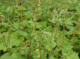 - Tellima grandiflora