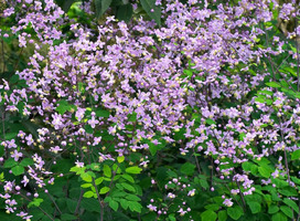 Ruit - Thalictrum rochebrunianum