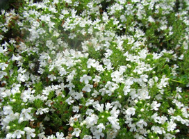 Kruiptijm - Thymus praecox 'Albiflorus'