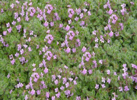 Kruiptijm - Thymus praecox 'Pseudolanuginosus'