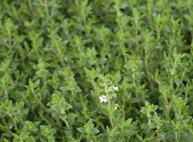 Tijm - Thymus vulgaris 'Compactus'