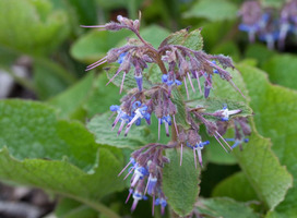 - Trachystemon orientalis