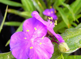 Eéndagsbloem - Tradescantia 'Rubra'