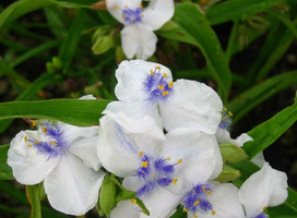 Eéndagsbloem - Tradescantia 'Innocence'