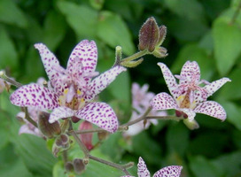 Armelui's orchidee, Paddelelie - Tricyrtis formosana