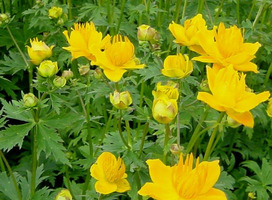 Globebloem, Kogelbloem, Kogelboterbloem - Trollius chinensis 'Golden Queen'