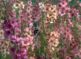 Toorts - Verbascum phoeniceum