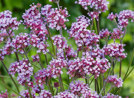 IJzerhard - Verbena bon. 'Lollipop'