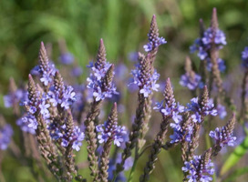 IJzerhard - Verbena hastata