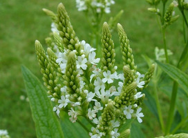 IJzerhard - Verbena hastata 'Alba'