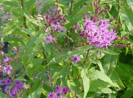 IJzerkruid - Vernonia crinita