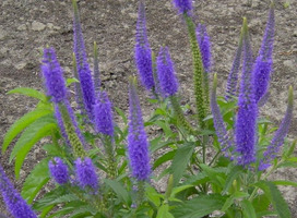 Ereprijs - Veronica longifolia 'Blauriesin'