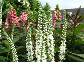 Ereprijs - Veronica longifolia 'Schneeriesin'