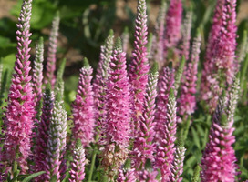 Ereprijs - Veronica spicata 'Heidekind'