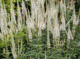 Virginische ereprijs - Veronicastrum vir. 'Album'