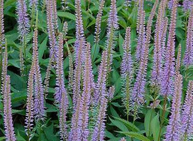 Virginische ereprijs - Veronicastrum virg. 'Fascination'