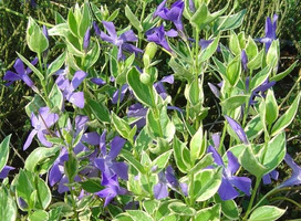 Maagdenpalm - Vinca major 'Variegata'