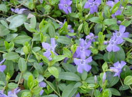 Maagdenpalm - Vinca minor