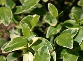 Maagdenpalm - Vinca minor 'Argenteovariegata'