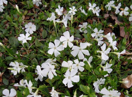 Maagdenpalm - Vinca minor 'Gertrude Jekyll'