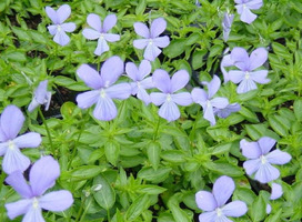 Viooltje - Viola 'Boughton Blue'