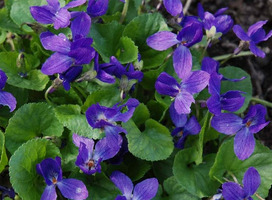 Maartsviooltje - Viola odorata 'Königin Charlotte'